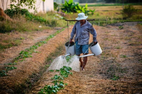 Hoje se comemora o dia do Agricultor