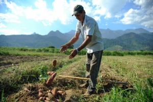 Câmara aprova auxílio emergencial para agricultor familiar na pandemia