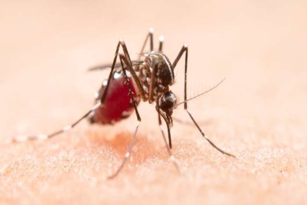 Brasil ultrapassa 1 milhão de casos prováveis de dengue em 2025