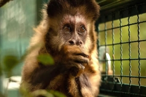 Macacos-prego ganham reforço na proteção com parceria entre UEL e IAT