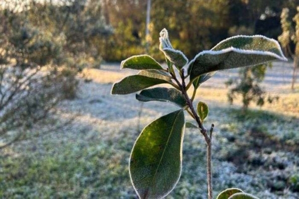Junho começa com frio intenso e possibilidade de geada no Paraná, alerta Simepar