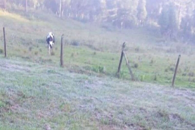Frio intenso no Paraná, com temperaturas mínimas do ano e geada em várias regiões
