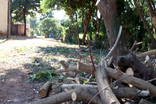 Aviso Ambiental: Secretaria Detalha Práticas Adequadas de Poda de Árvores