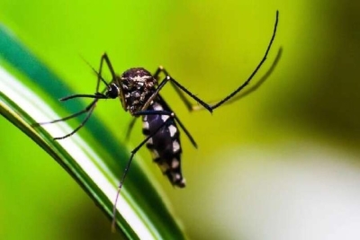 Dengue faz mais cinco vítimas na Região Metropolitana de Londrina; estado já soma 27 mortes