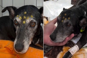 Cachorrinha agredida com martelo recebe cuidados veterinários.