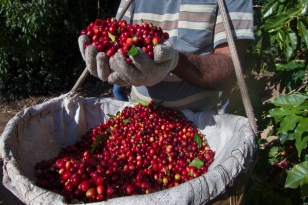 Produtor segura vendas e mercado de café do Brasil tem movimento reduzido, diz Cepea