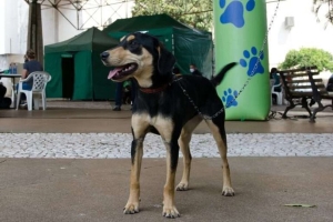 Prefeitura de Cambé abre cadastro para vacinação antirrábica gratuita de cães e gatos