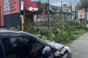 Queda de árvores e falha no abastecimento marcam dia de chuva forte em Londrina