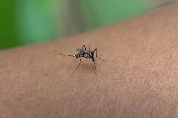 Londrina registra 258 notificações e 16 casos confirmados de dengue